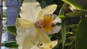 Rhyncholaeliocattleya George King