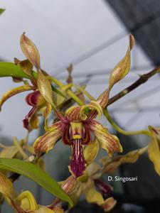 <i>Dendrobium</i> Singosari