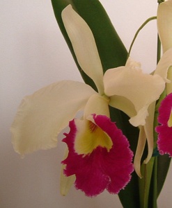 <i>Cattleya</i> Priscilla