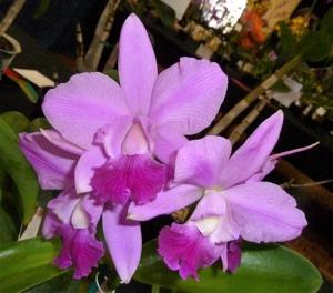 <i>Guaricattonia</i> Bay Jewel