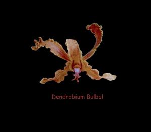 Dendrobium Bulbul