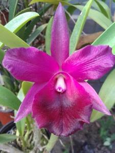 <i>Rhyncattleanthe</i> S. y N. Fora 2013 FCA