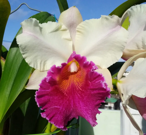 <i>Rhyncholaeliocattleya</i> Golden Emperor