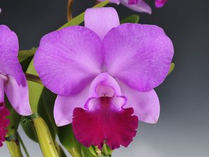 <i>Rhyncattleanthe</i> Mikawa Petuet