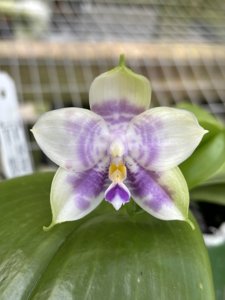 Phalaenopsis Mituo Purple Dragon