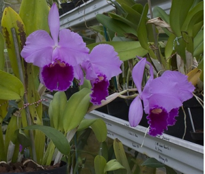 Cattleya Flandria