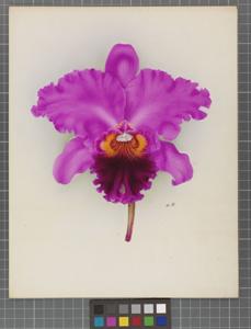Cattleya Locarno