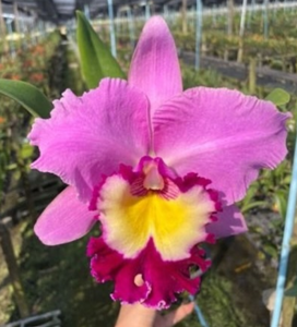 Rhyncholaeliocattleya Wangnamkeaw Pink