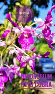 Dendrobium King Cobra