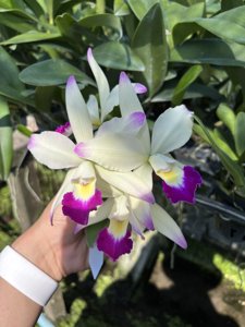 Rhyncholaeliocattleya Suwannaphum Vio Frost