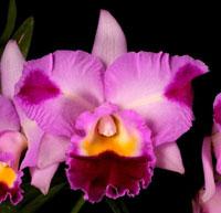 <i>Laeliocatonia</i> Myakka Rainbow Flare