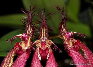 Bulbophyllum Vindobona