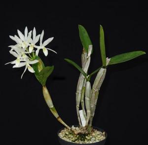 Guarianthe laelioides