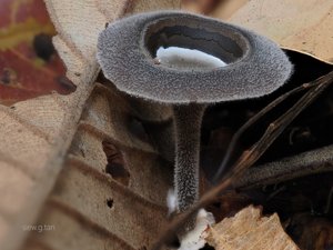 Praearthromyces corneri