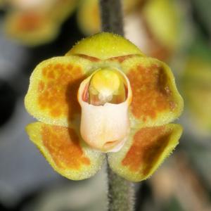Chiloschista parishii