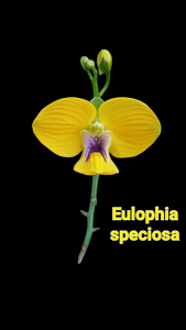 Eulophia speciosa