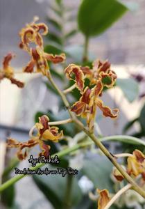 Dendrobium discolor