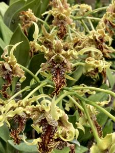 Dendrobium spectabile