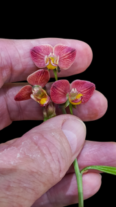 Eulophia tuberculata
