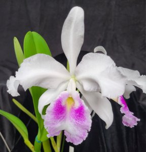 Cattleya warscewiczii