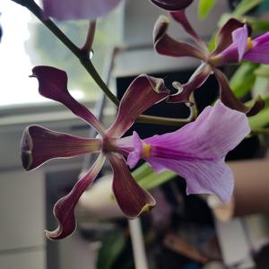 Encyclia cordigera