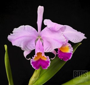 Cattleya trianae