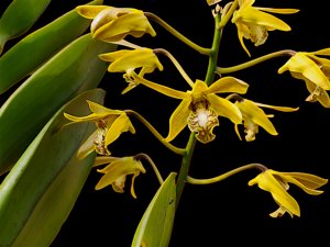 Dendrobium mirbelianum