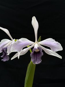 Cattleya purpurata