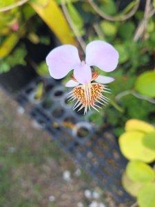 Papilionanthe pedunculata