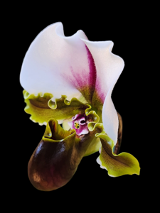 Paphiopedilum spicerianum