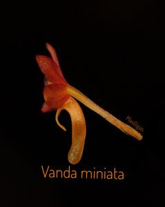 Vanda miniata