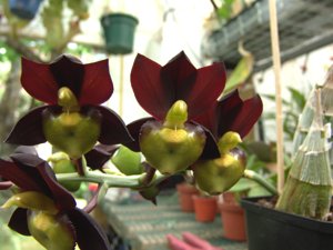 Catasetum tenebrosum