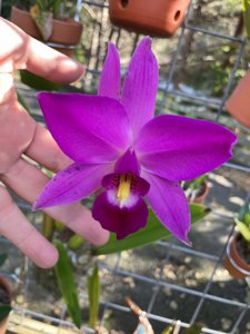 Laelia anceps