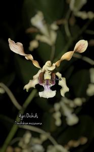 Dendrobium mussauense