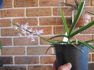 Vanda coerulescens