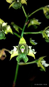 Dendrobium macrophyllum