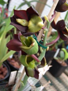 Catasetum tenebrosum