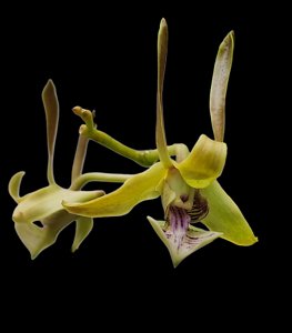 Dendrobium bicaudatum