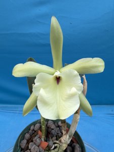 Rhyncholaelia glauca