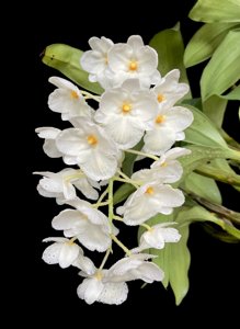 Dendrobium farmeri