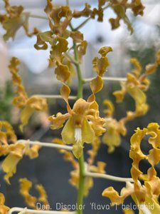Dendrobium discolor