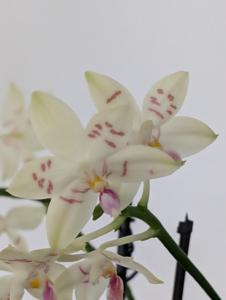 Phalaenopsis tetraspis