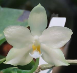 Phalaenopsis micholitzii