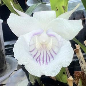 Warczewiczella amazonica