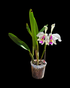 Cattleya warscewiczii