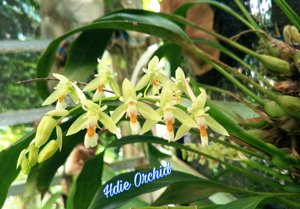 Coelogyne sulphurea