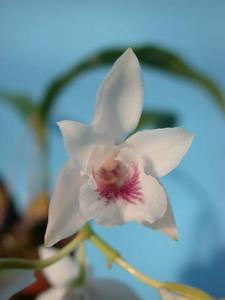 Bifrenaria leucorrhoda