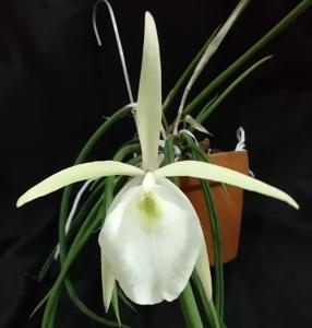 Brassavola tuberculata