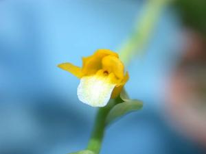 Brassia andina