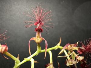 Bulbophyllum barbigerum